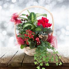 Festive Planted Basket